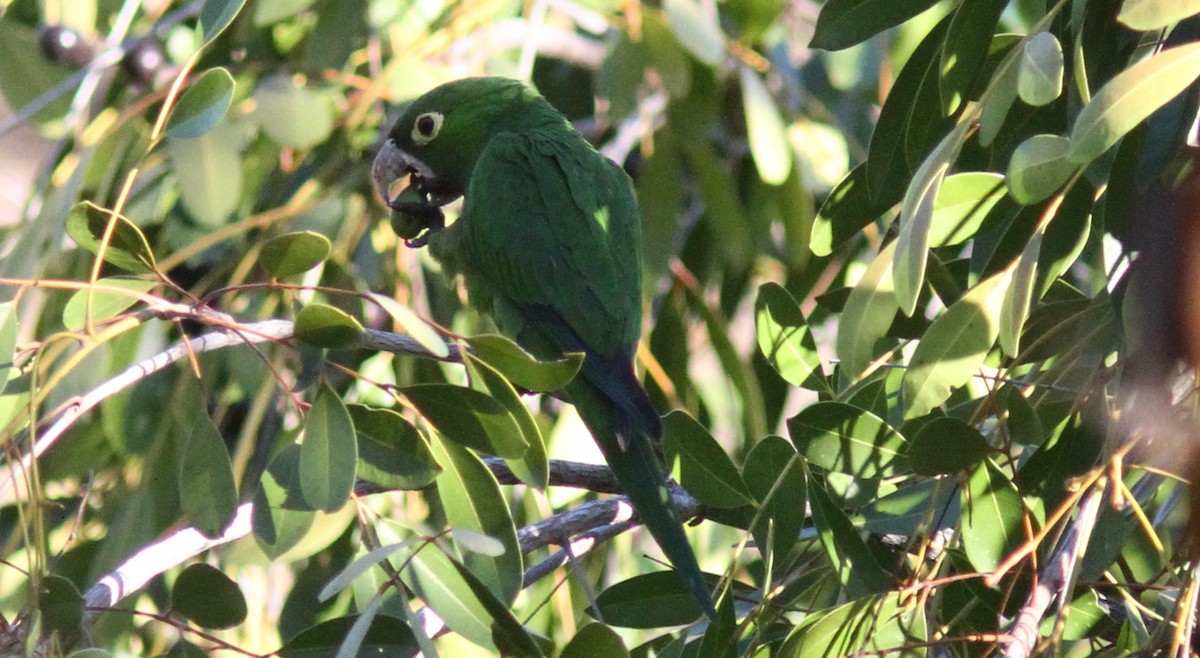 Olive-throated Parakeet - ML385167701