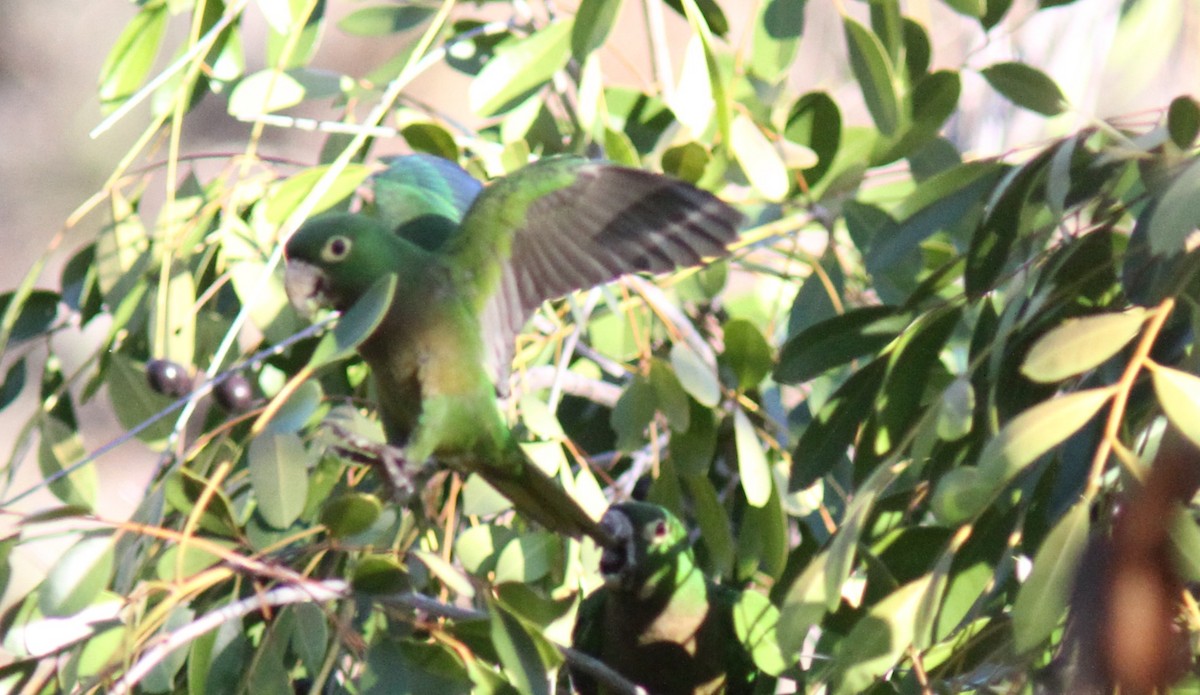 Olive-throated Parakeet - ML385167711