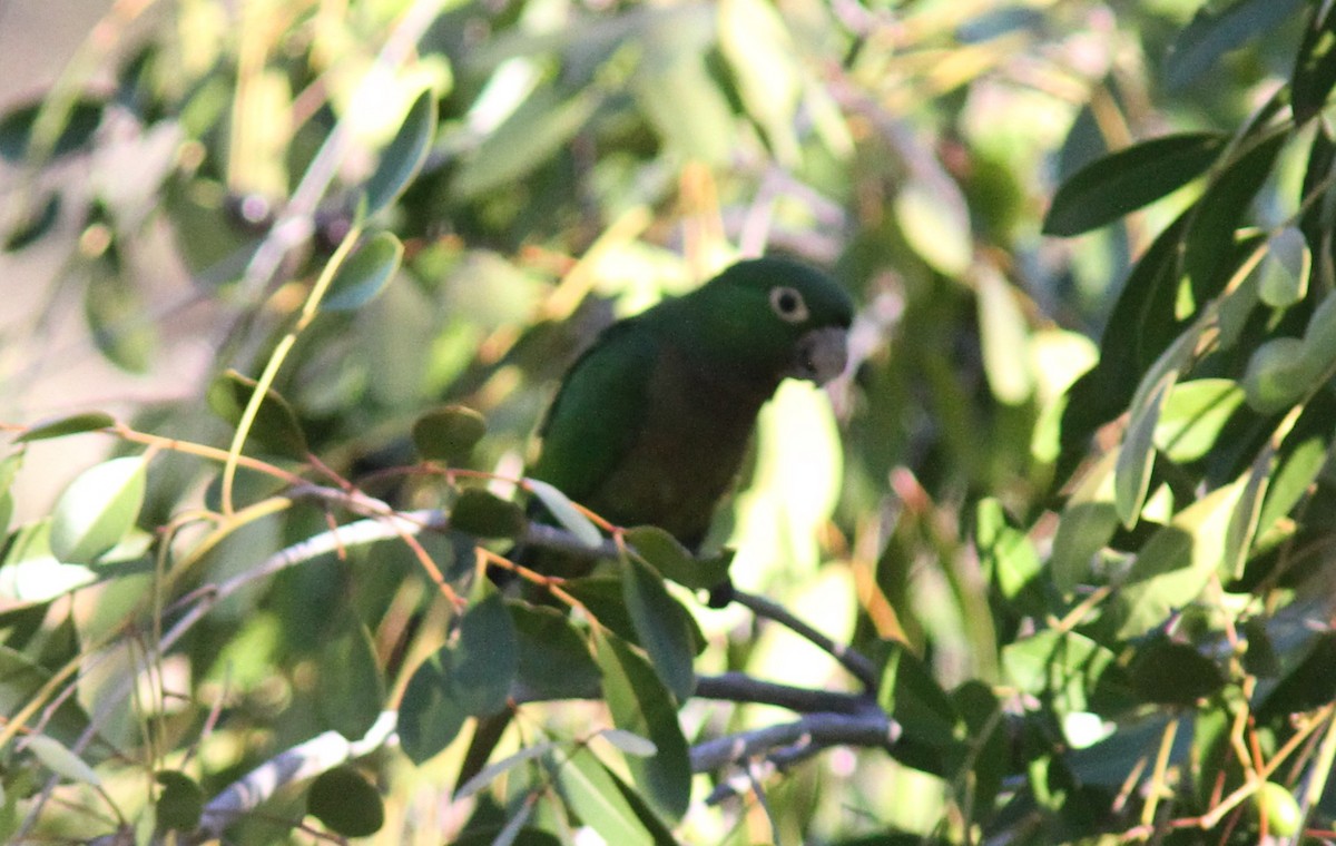 Olive-throated Parakeet - ML385167721