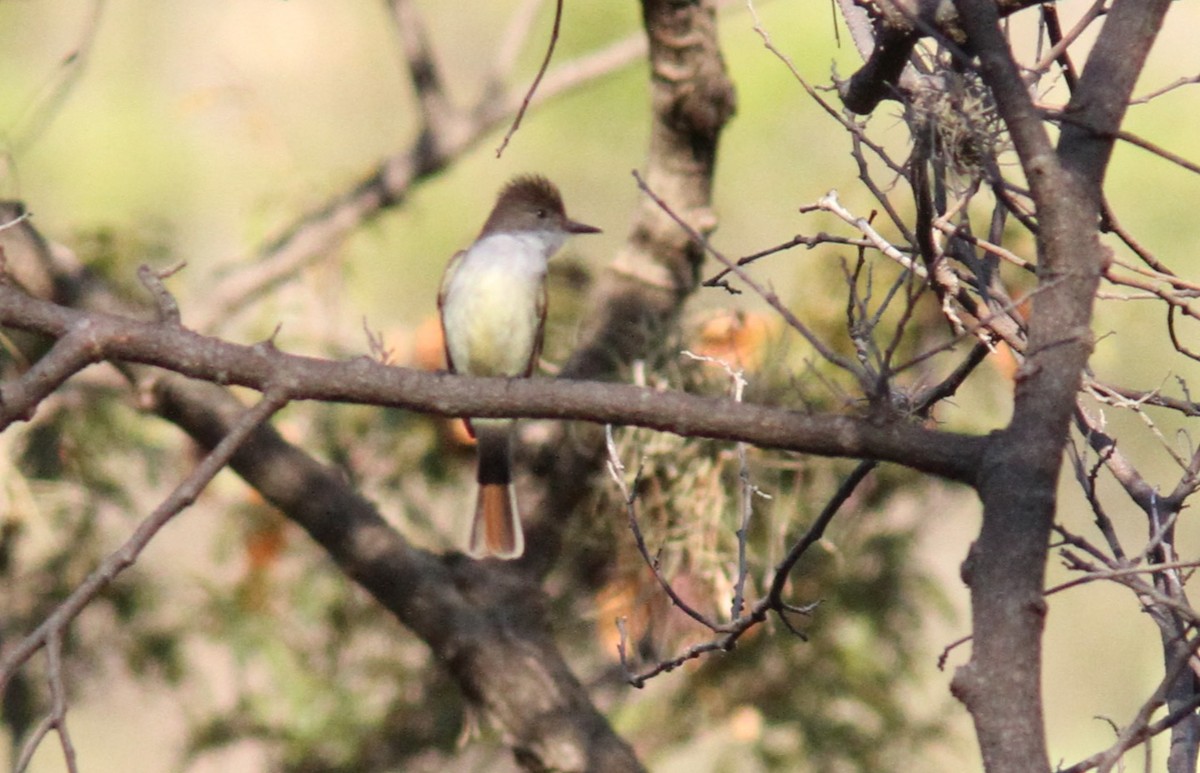 Stolid Flycatcher - ML385167751