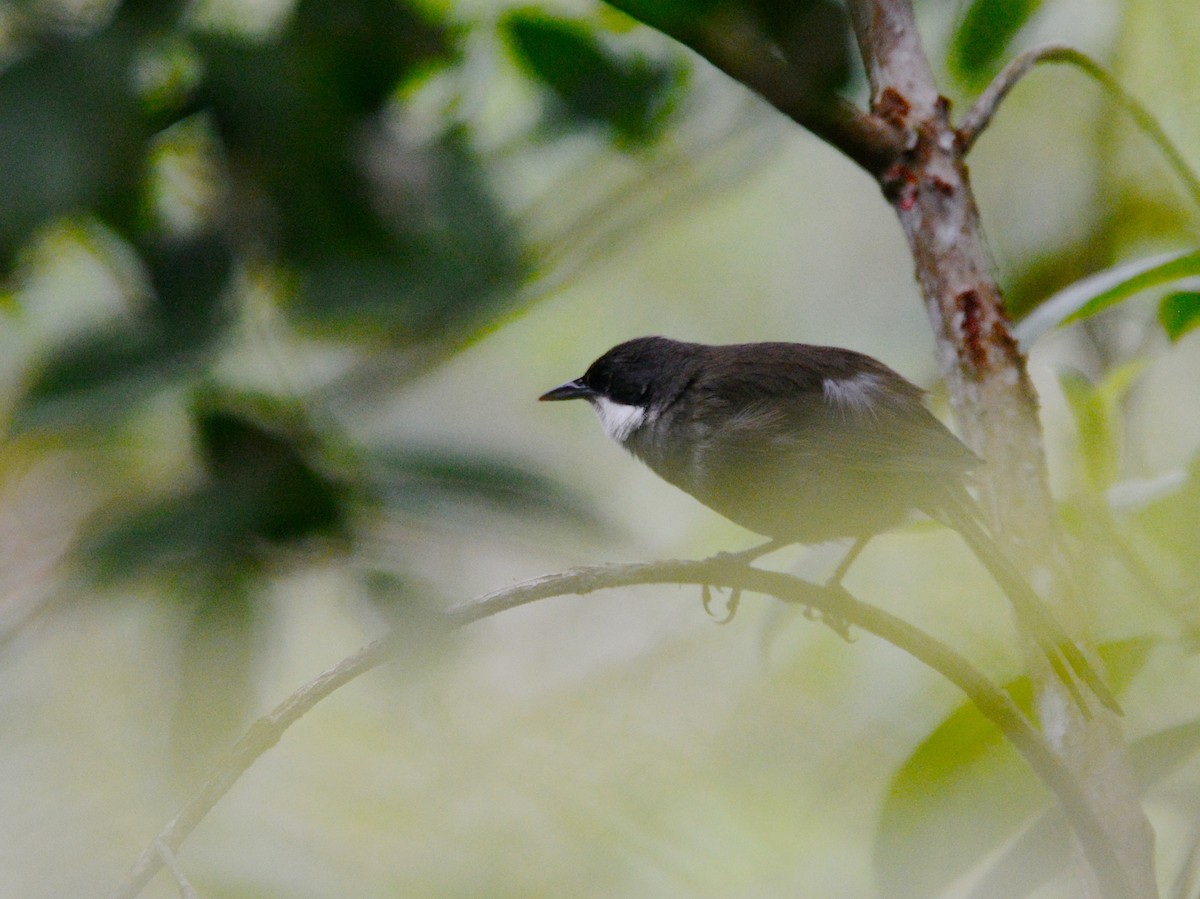 Western Chat-Tanager - ML38516821