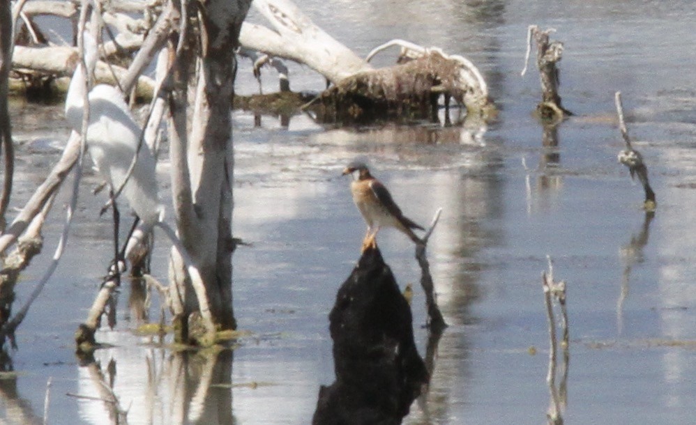 American Kestrel - ML385168811