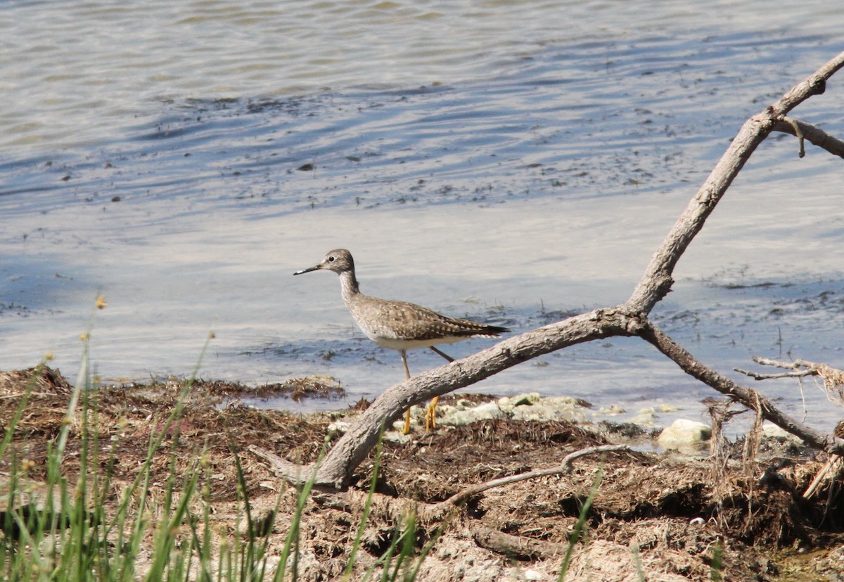 Lesser Yellowlegs - ML385168981