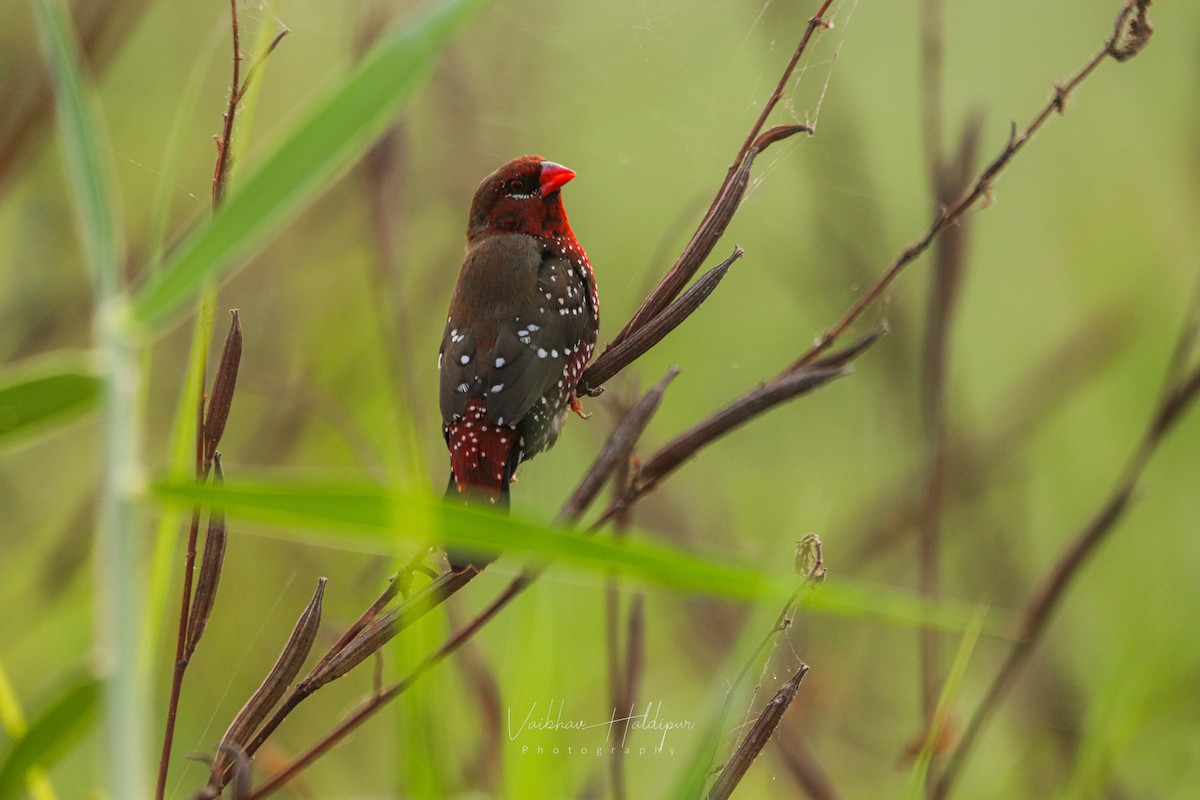 Red Avadavat - ML385169371