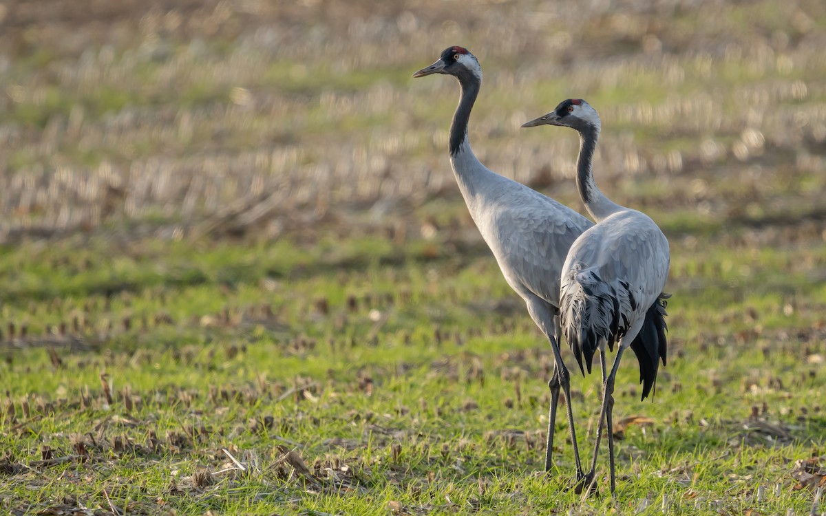 Common Crane - ML385170171