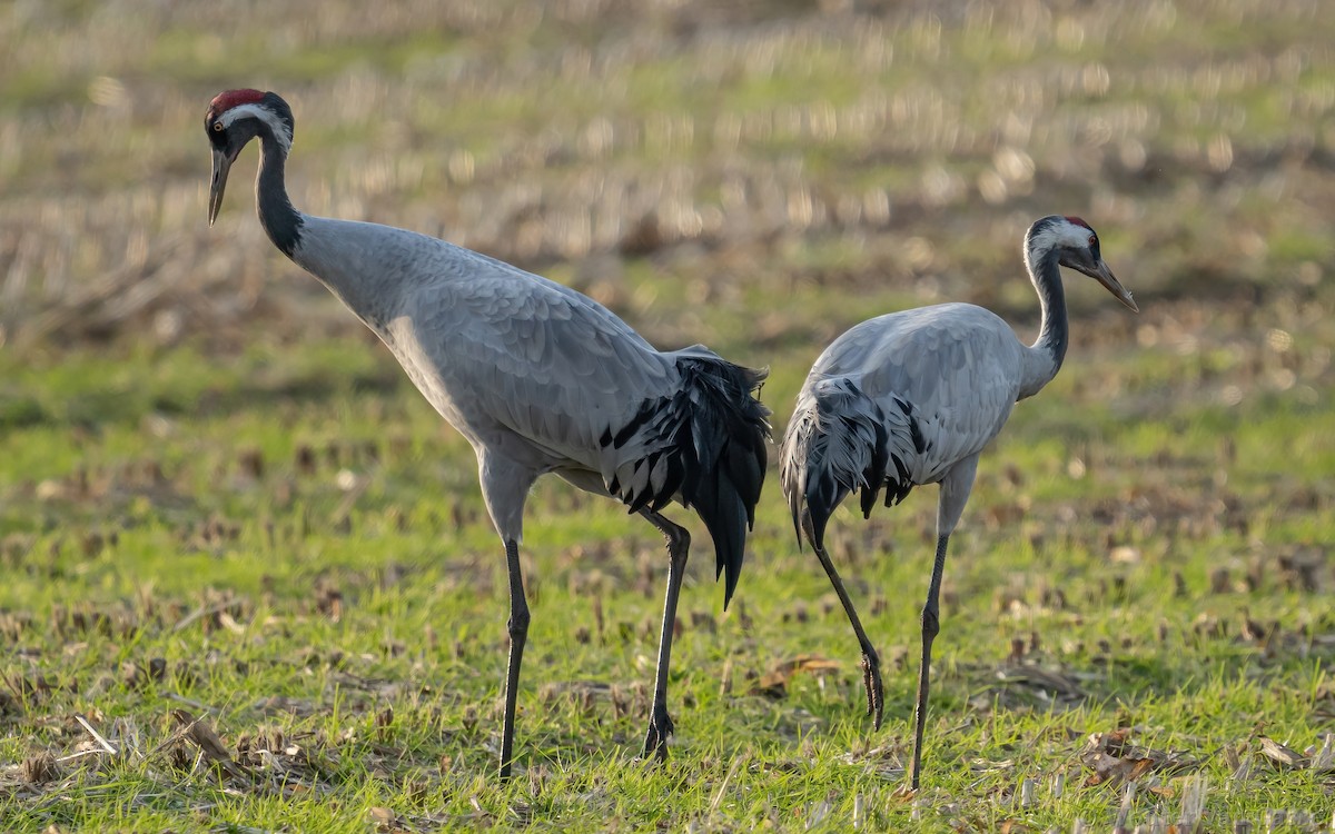 Common Crane - ML385170191