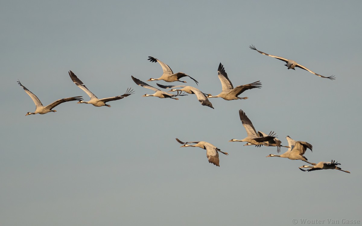 Common Crane - ML385170251