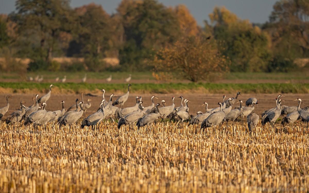 Common Crane - ML385170501