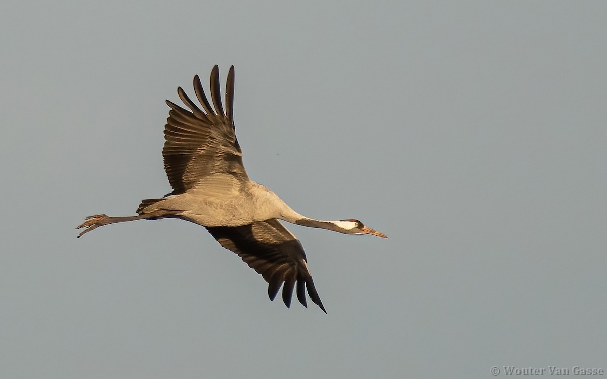 Common Crane - ML385170541