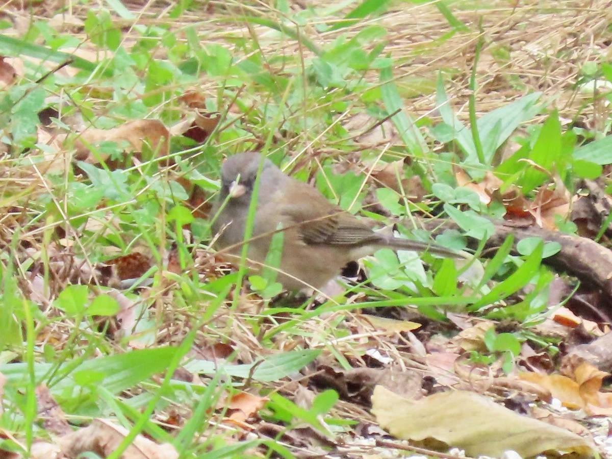 Dark-eyed Junco (cismontanus) - ML385170591