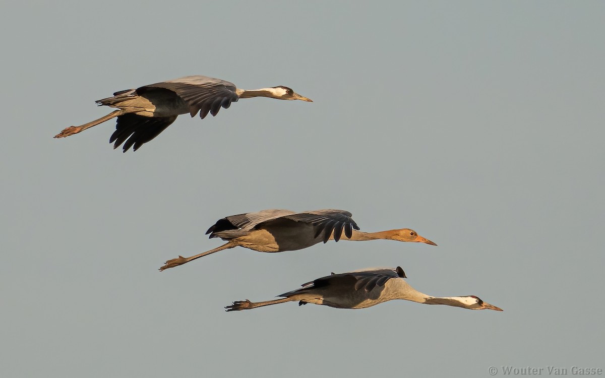 Common Crane - ML385170621