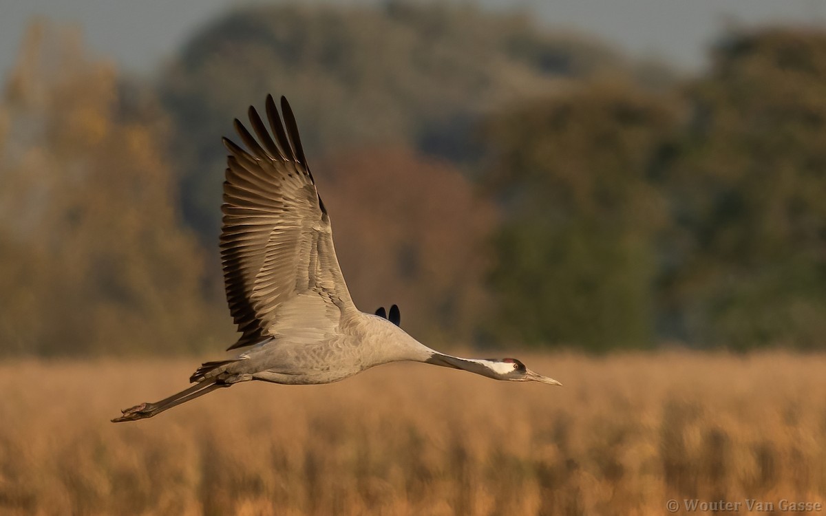 Common Crane - ML385170641