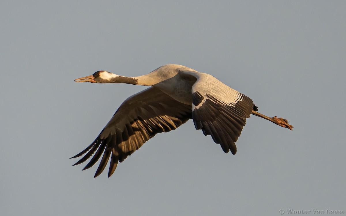 Common Crane - ML385170691