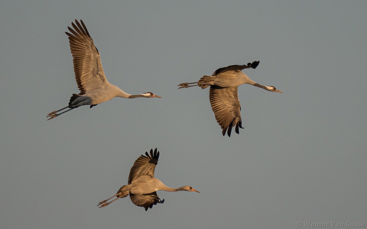 Common Crane - ML385171011