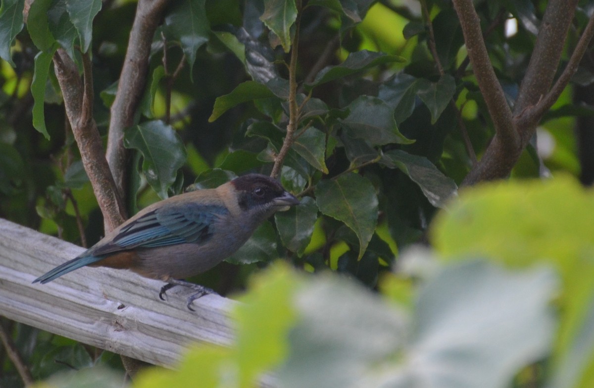 Lesser Antillean Tanager - Anonymous