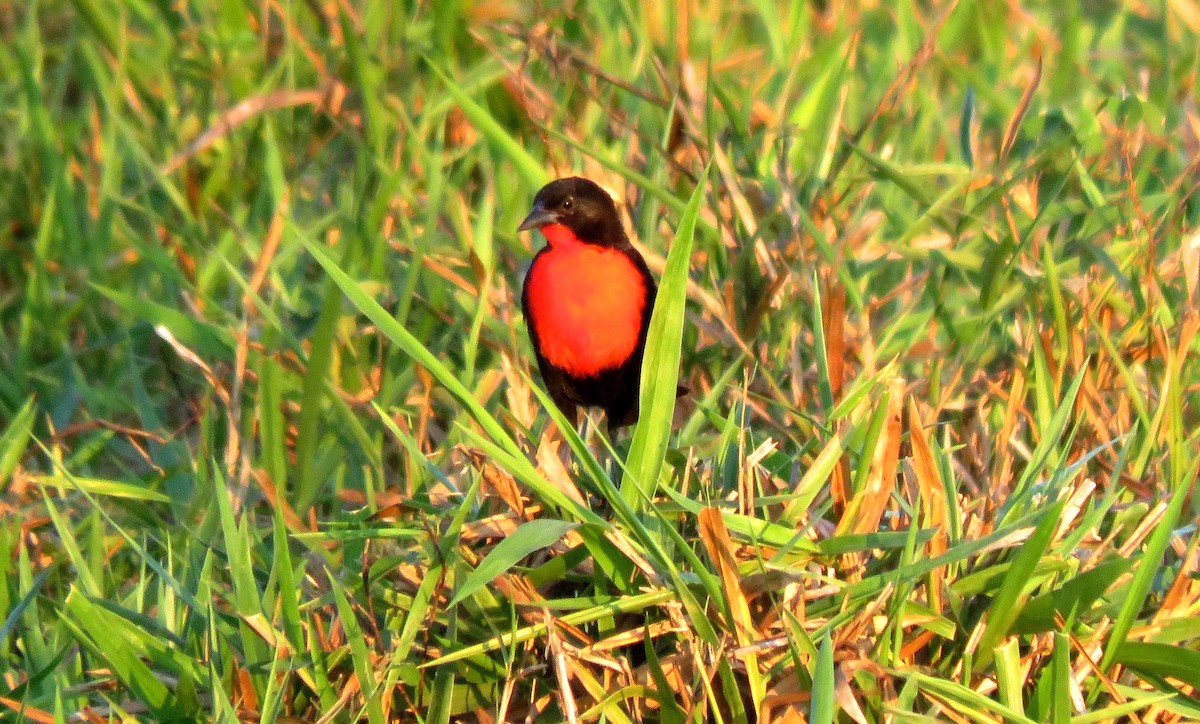 Red-breasted Meadowlark - ML385174201