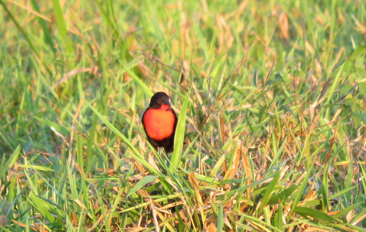 Red-breasted Meadowlark - ML385174221