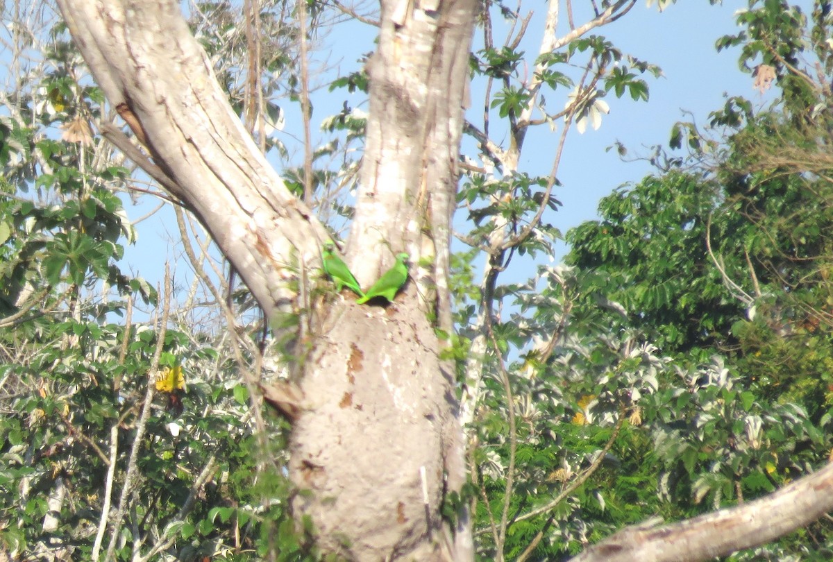 Yellow-crowned Parrot - ML385175051