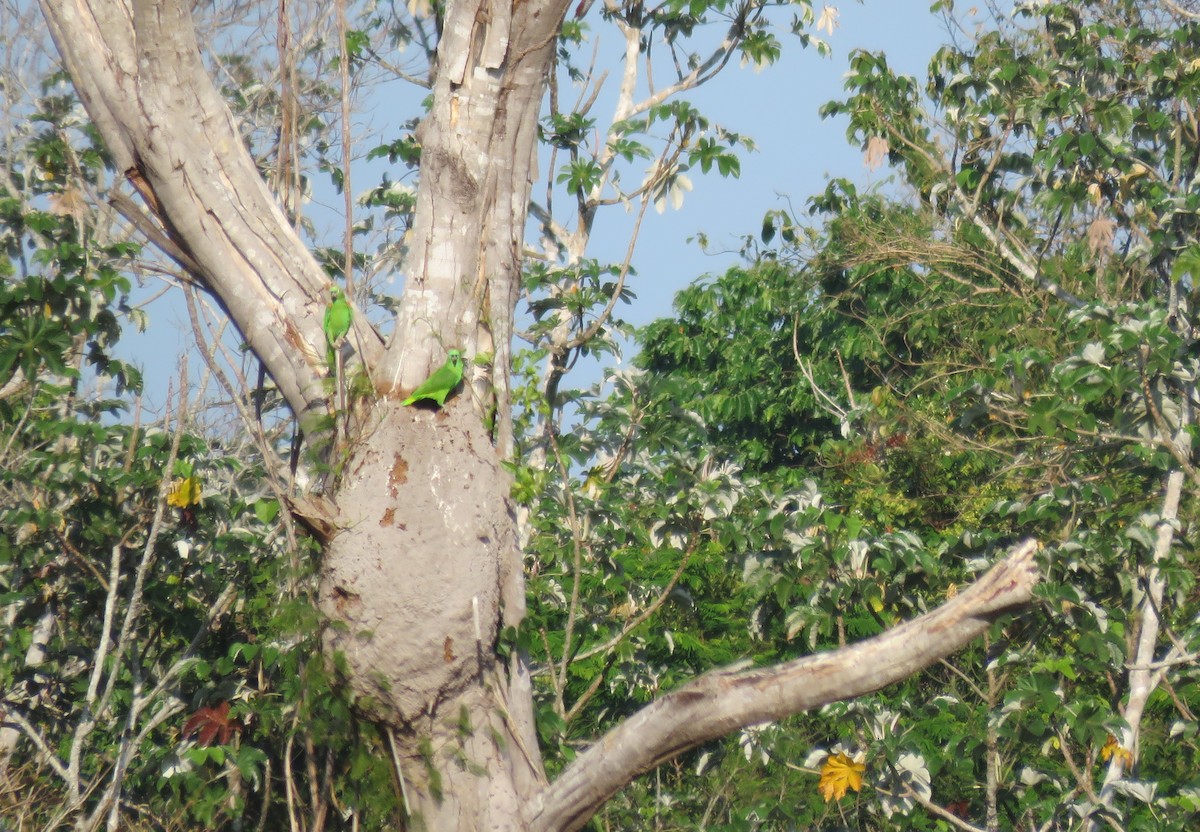 Yellow-crowned Parrot - ML385175071