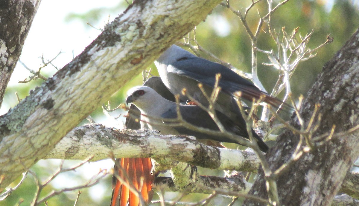 Plumbeous Kite - ML385175151