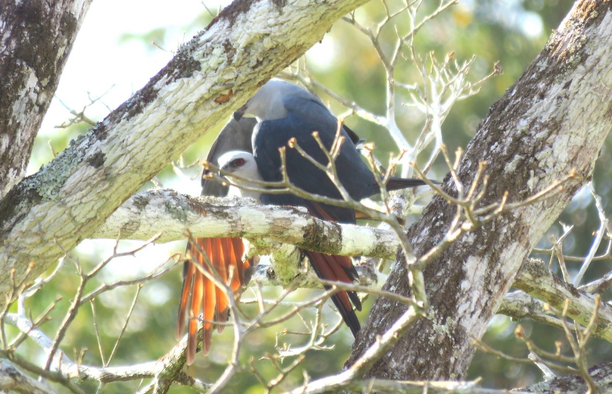 Plumbeous Kite - ML385175171