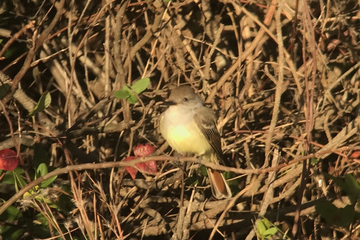 Ash-throated Flycatcher - ML385176711