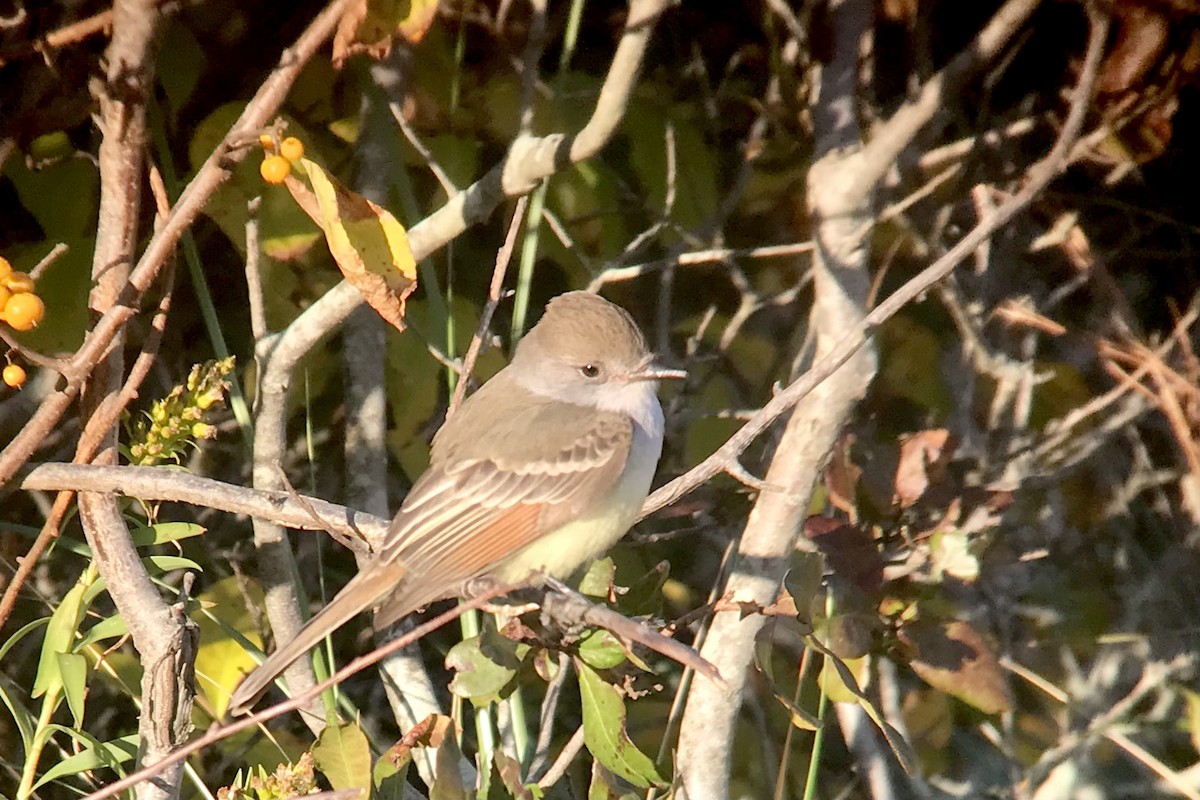 Ash-throated Flycatcher - ML385176721