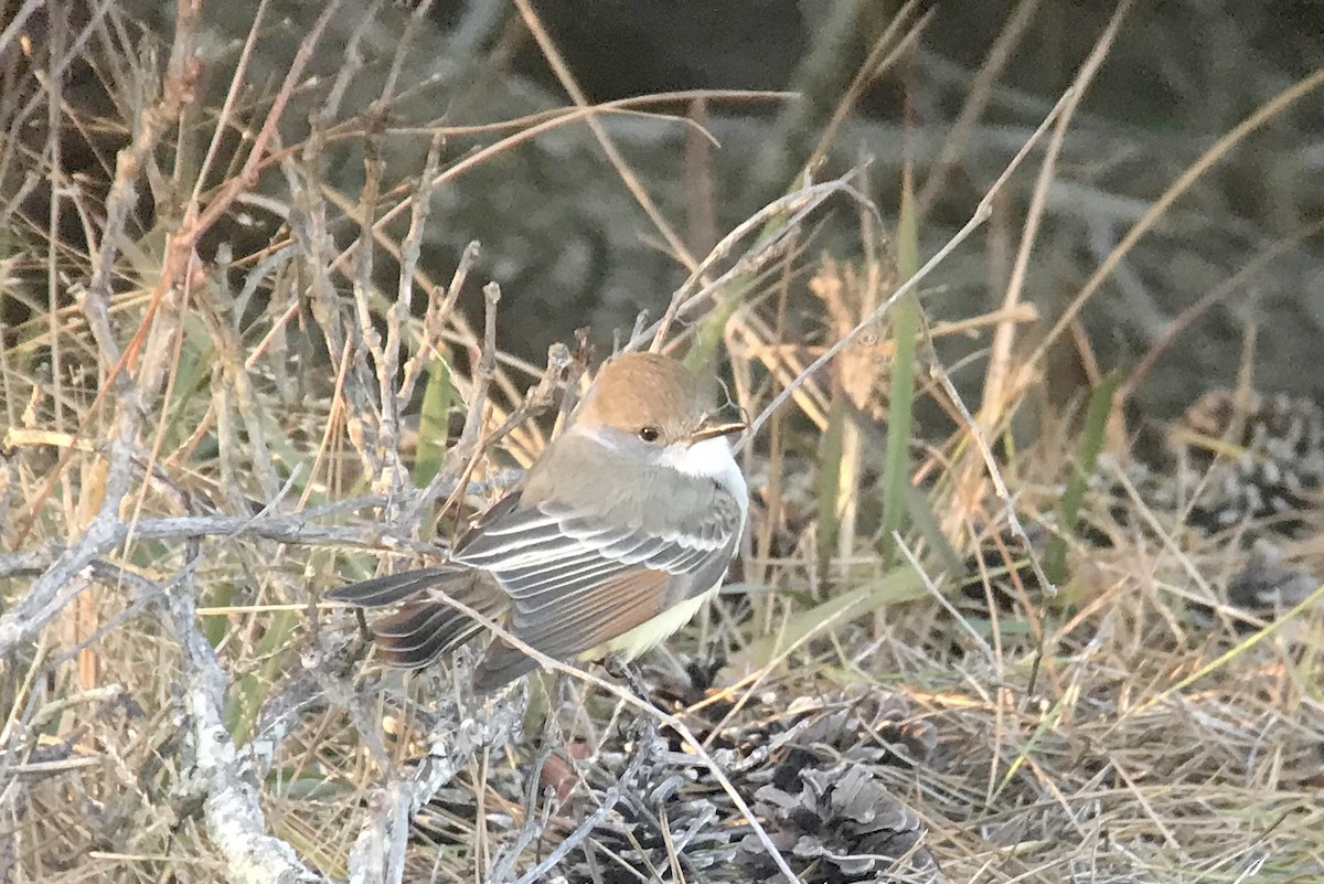 Ash-throated Flycatcher - ML385176731