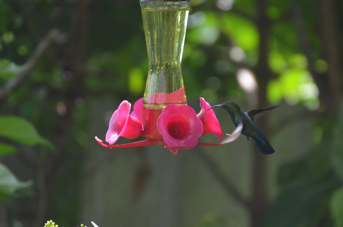 kolibřík hedvábný - ML38517681