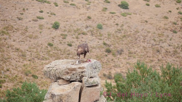 Golden Eagle - ML385177711