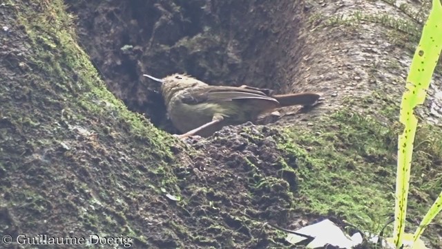 Large-billed Scrubwren - ML385180141