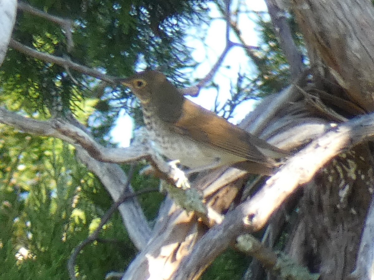 Swainson's Thrush - Jim Mott