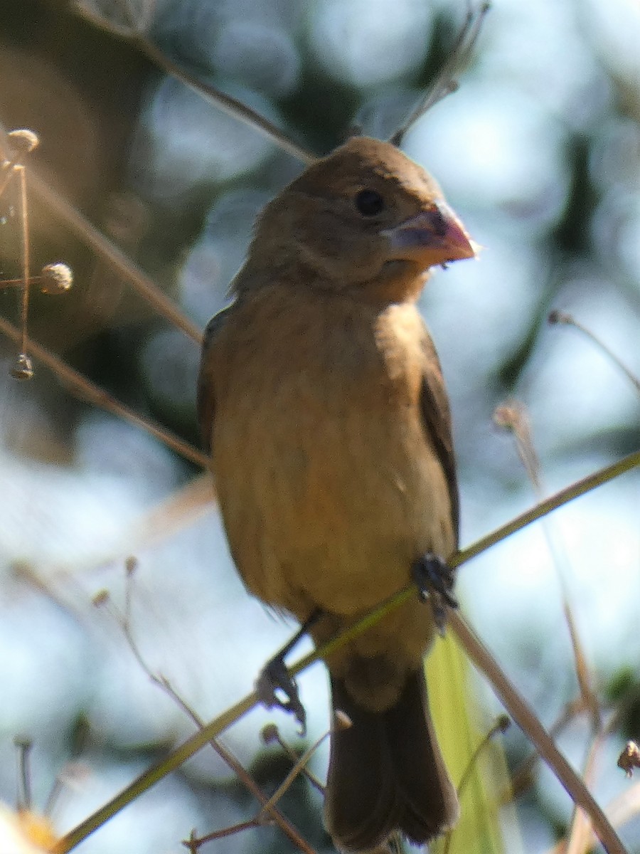 Blue Grosbeak - Jim Mott