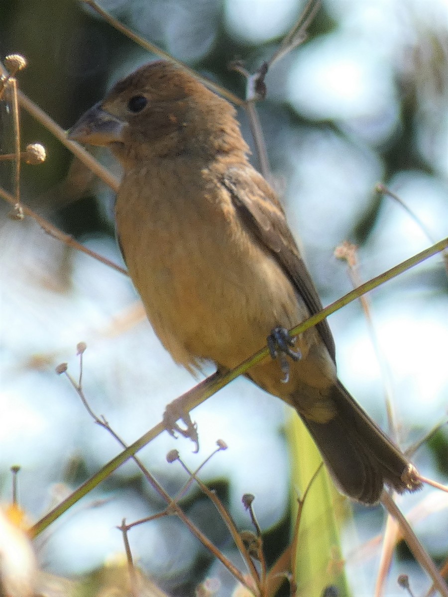 Blue Grosbeak - Jim Mott