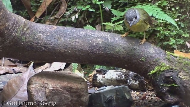 Pale-yellow Robin - ML385180621