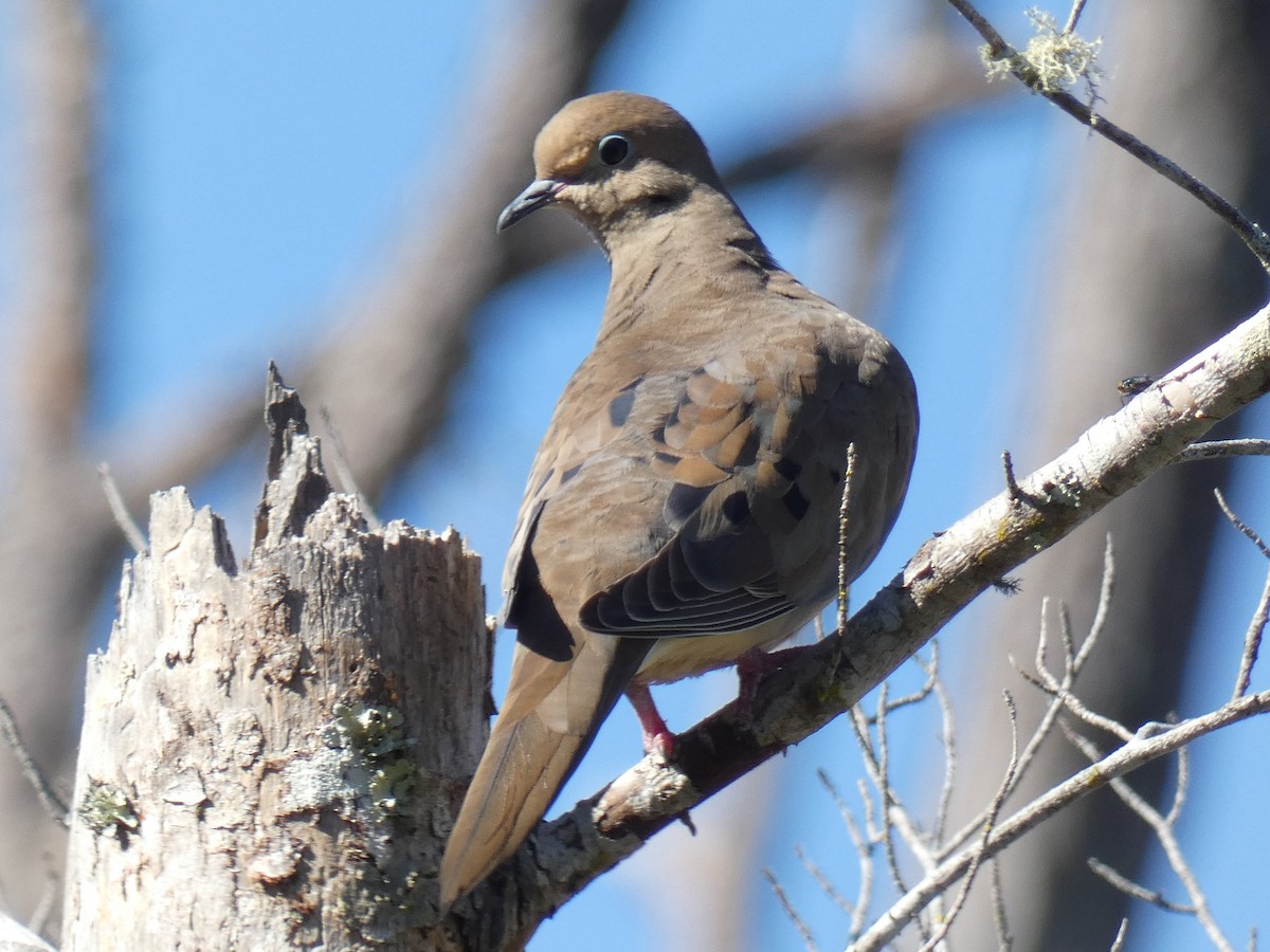 Mourning Dove - ML385181011