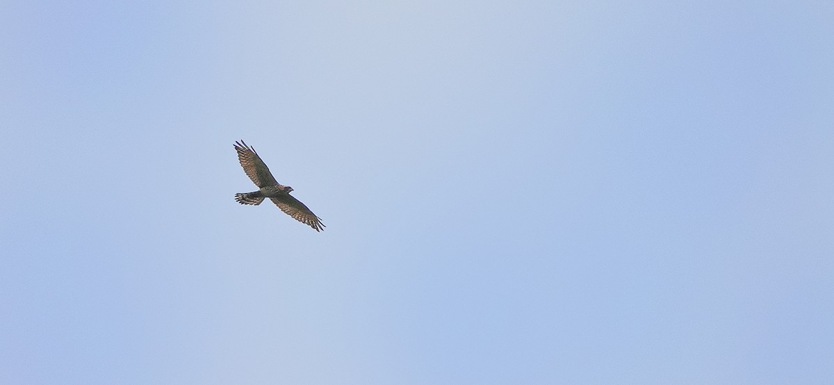 Gray-faced Buzzard - ML385181091