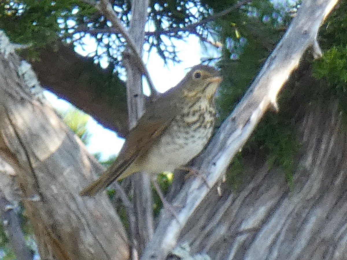 Swainson's Thrush - ML385181181