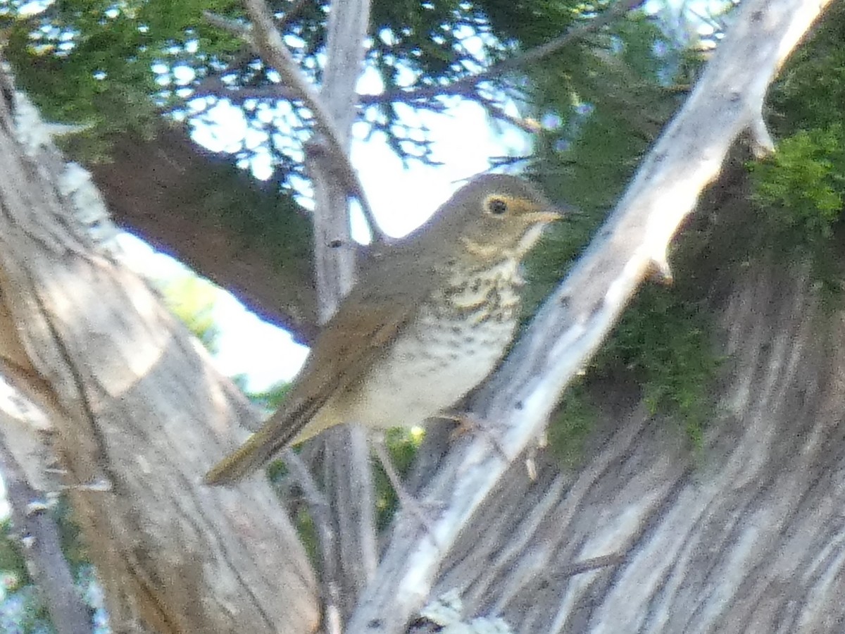 Swainson's Thrush - ML385181201