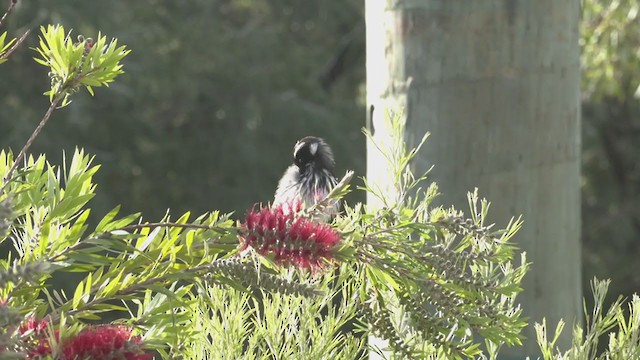 New Holland Honeyeater - ML385181771