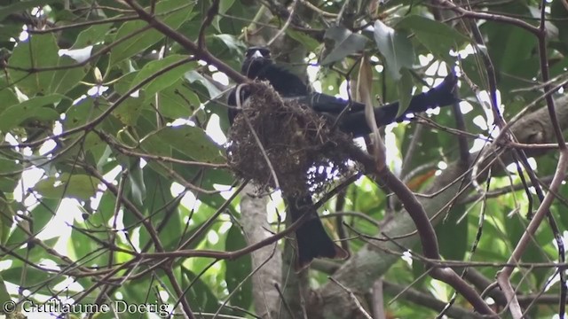 Drongo pailleté - ML385181841