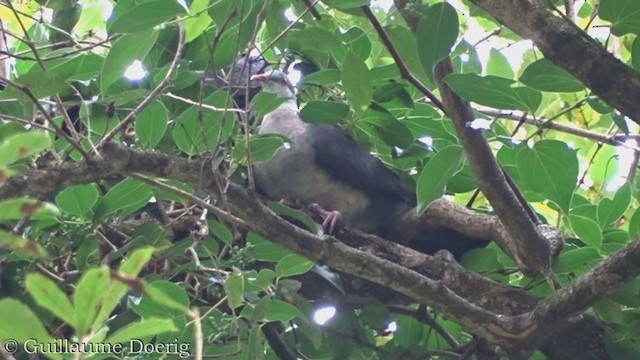 White-headed Pigeon - ML385182911