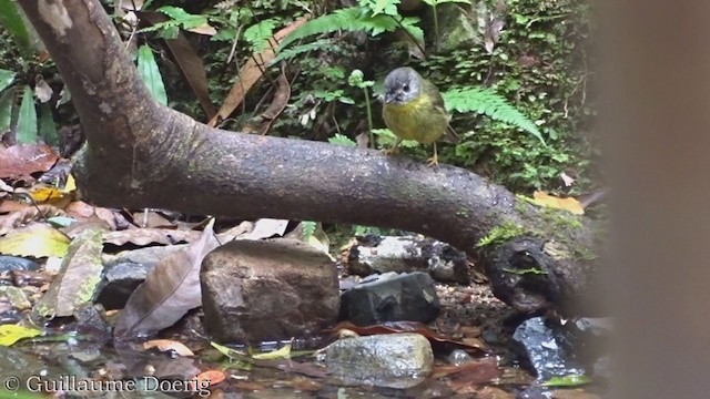 Pale-yellow Robin - ML385182941