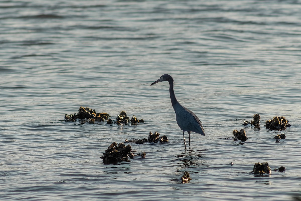 Little Blue Heron - ML385182951