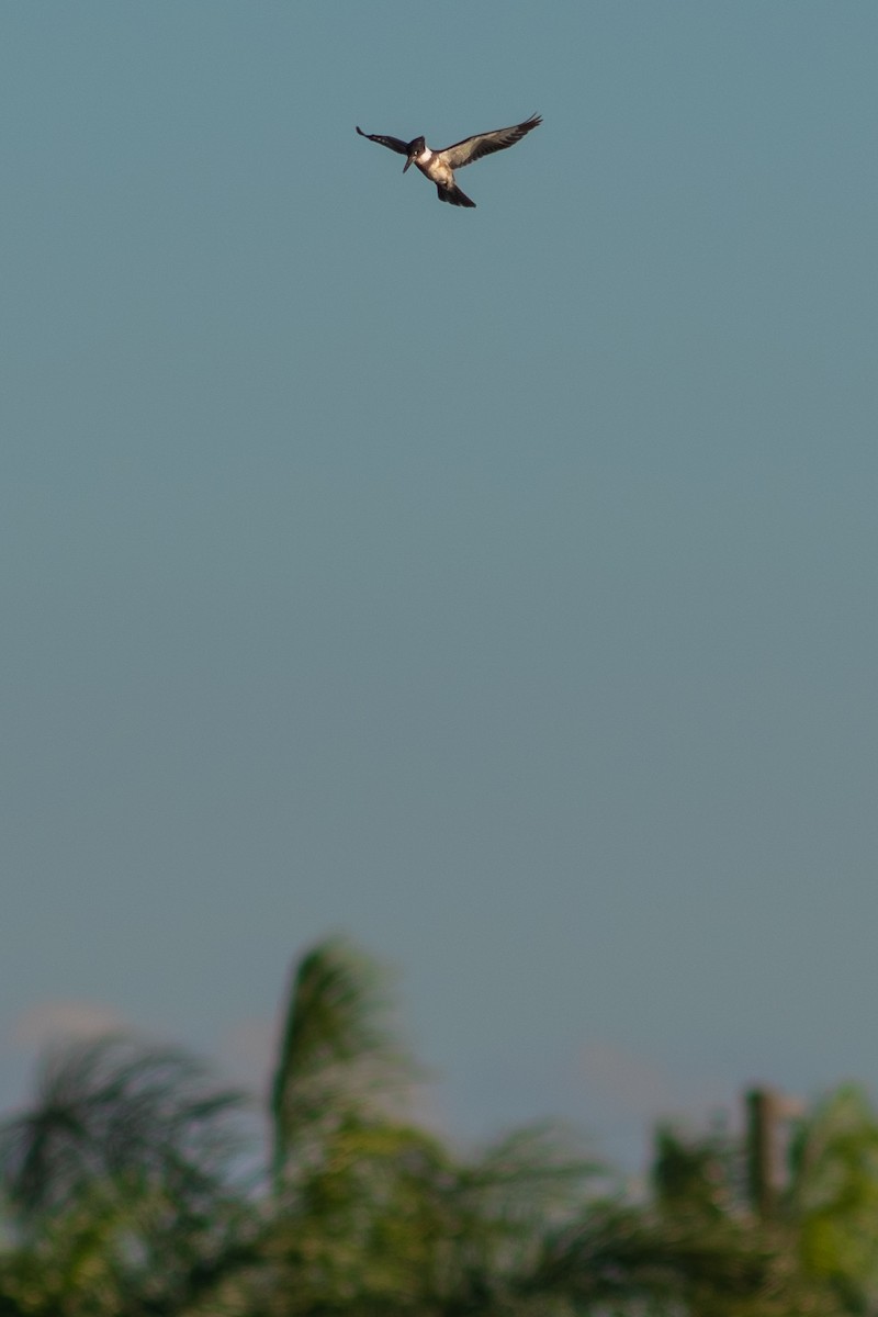 Belted Kingfisher - ML385182971