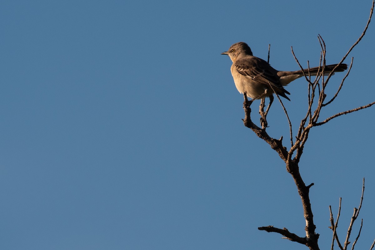 Northern Mockingbird - ML385183031