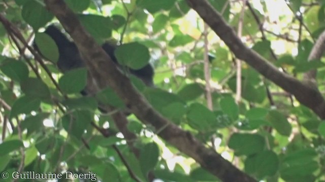 White-headed Pigeon - ML385183051