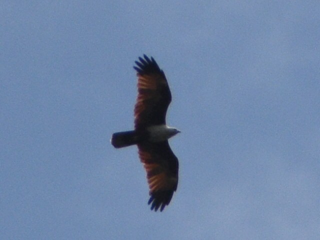 Brahminy Kite - Arun Thomas