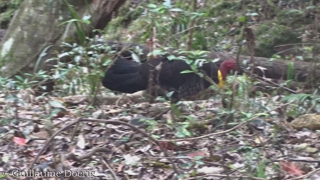 Australian Brushturkey - ML385183251
