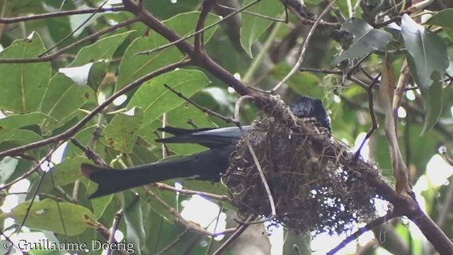 Spangled Drongo - ML385183611